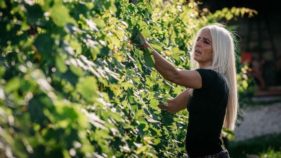 Lake Garda: Corvina Wine Tasting with Vineyard Walk