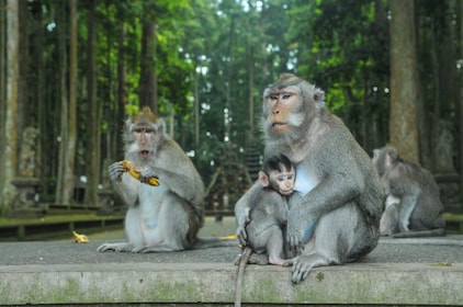 Beratan Day Ride: Water Temples, Jungle Trails & Bali’s Highland Beauty