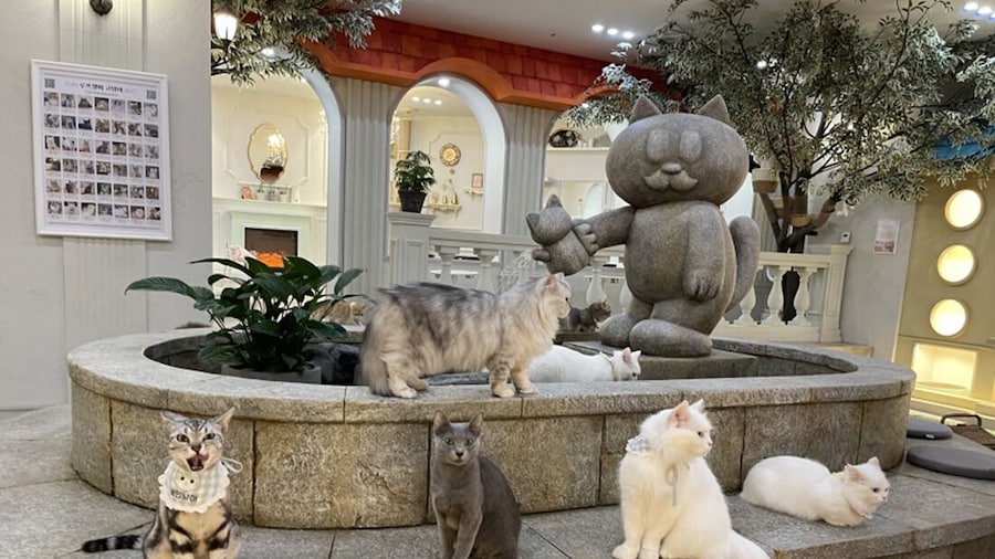 South Korea: Roofcatme Cat Café Weekday Discount Admission
