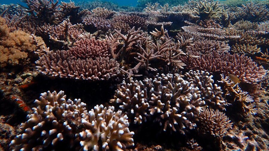 Dive Package - Private Island Raja Ampat