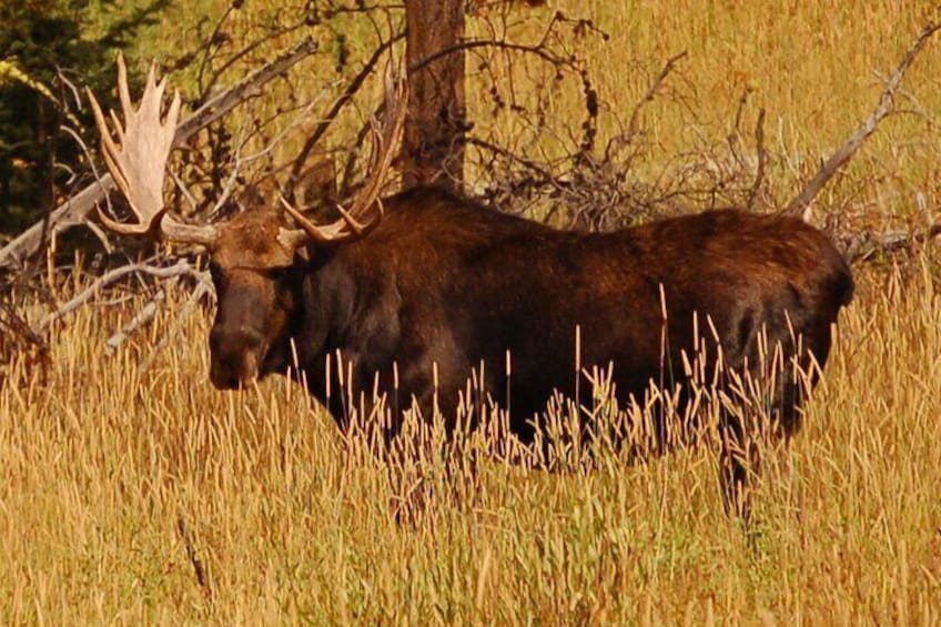 Lamar Valley Wildlife Van Tour from West Yellowstone: Upper Loop Tour