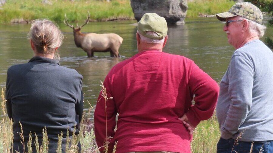 Photo opportunity of a bull elk in the Madison River.