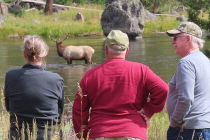 Upper Loop Tour und Lamar Valley von West Yellowstone mit Mittagessen