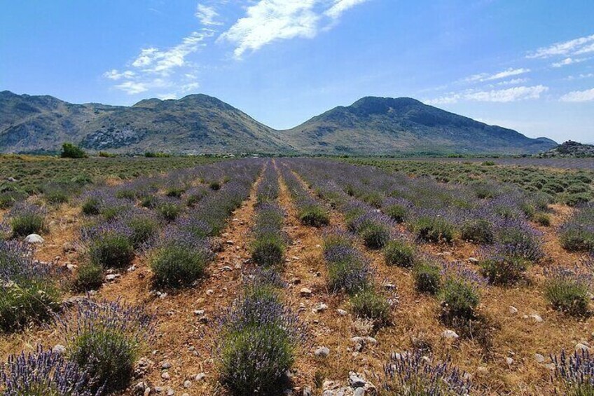 Lavander fields in Malesi e Madhe