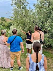 Lake Garda: Olive Oil Estate Tour and Tasting