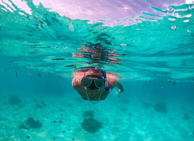 Bohol: Pamilacan Island Dolphin/Turtle Watching Tour & Lunch
