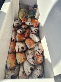 Sunshine Coast: Fishing Charters