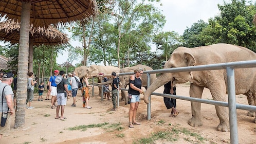 Puolen päivän vierailu Samui Elephant Sanctuary kuljetuksineen