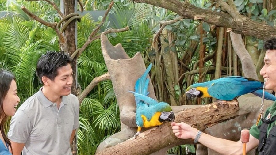 Breakfast in the Wild at Singapore Zoo with One-Way Transfer