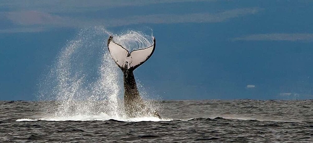 Picture 10 for Activity From Ma'alaea: Afternoon Whale Watch Tour Aboard the Malolo