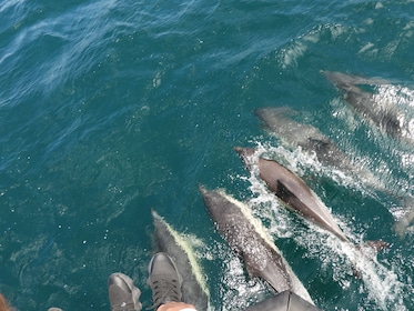 Dolphin Watching Tour in Gibraltar from the Coast of Cádiz