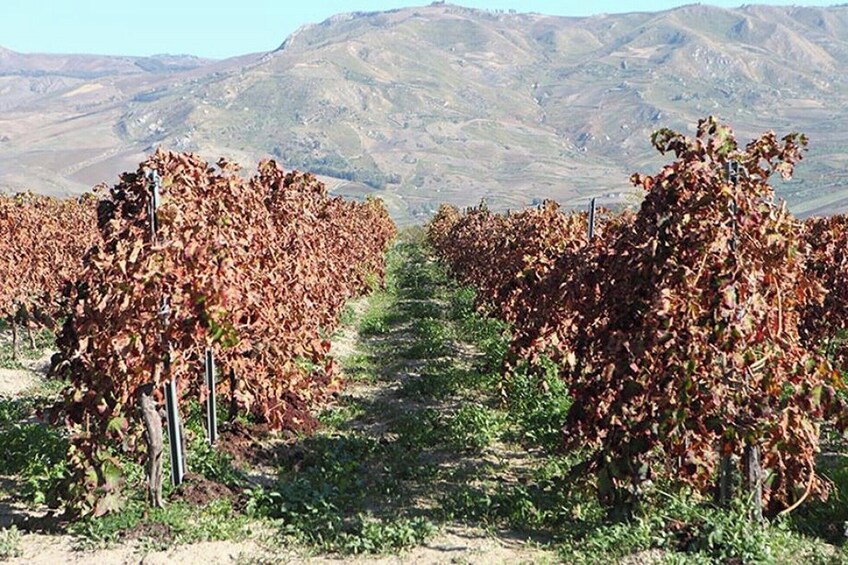 Vineyard Tour, Wine & Sicilian delicacies tasting at a Winery in Agrigento