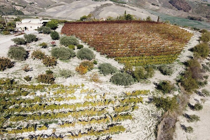 Vineyard Tour, Wine & Sicilian delicacies tasting at a Winery in Agrigento