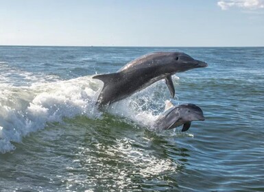 Anna Maria Island: Dolphin Cruise