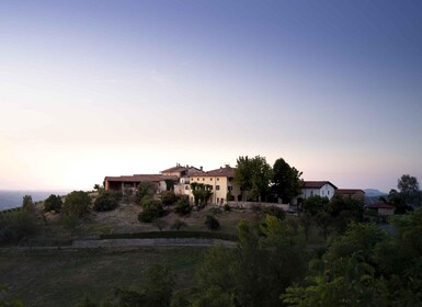 Langhe: Visit to the vineyard landscape and historic cellars, wines