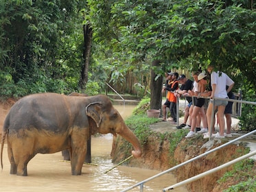 Observation de la faune et de la flore au sanctuaire des éléphants de Phuke...