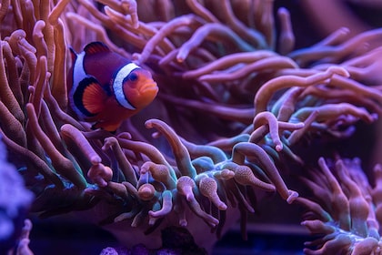 New York Aquarium Entry Ticket