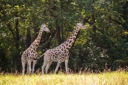 NYC: Bronx Zoo Entry Ticket