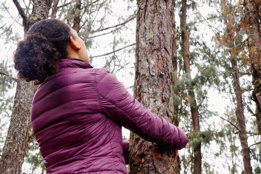 Guided Shared Group Forest Bathing Session in Serene Woodland Park