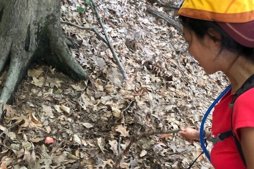 Guided Shared Group Forest Bathing Session in Serene Woodland Park