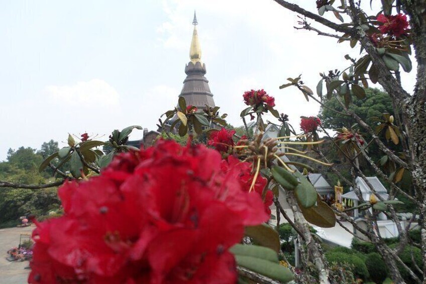 One day tour Doi Inthanon National Park and Trekking on Kew Mae Pan Trail