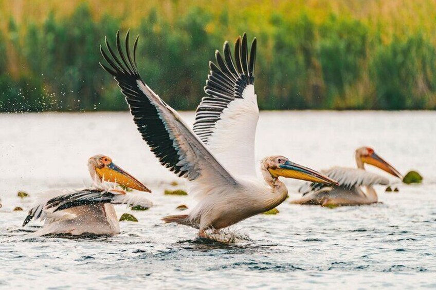 Bird watching in Danube Delta - Private day tour from Bucharest