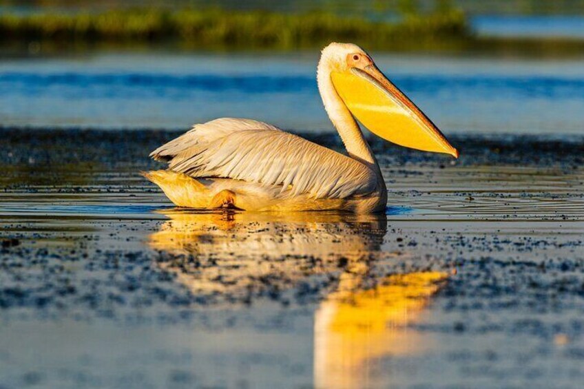 Bird watching in Danube Delta - Private day tour from Bucharest