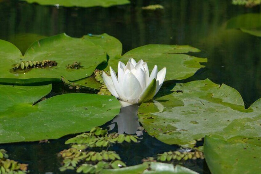 Bird watching in Danube Delta - Private day tour from Bucharest