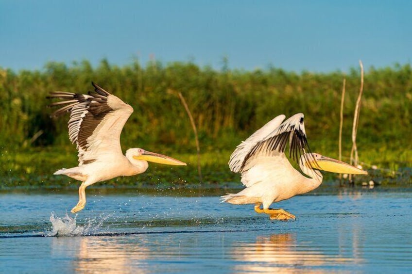 Bird watching in Danube Delta - Private day tour from Bucharest