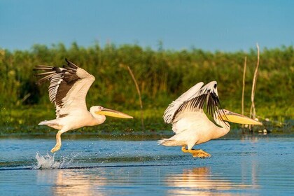 Bird watching in Danube Delta - Private day tour from Bucharest
