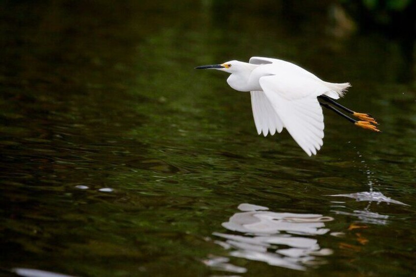 Bird watching in Danube Delta - Private day tour from Bucharest