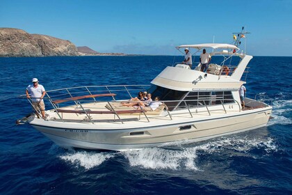 Check out the whales in Tenerife: exclusive yacht tour with a swim and lunc...