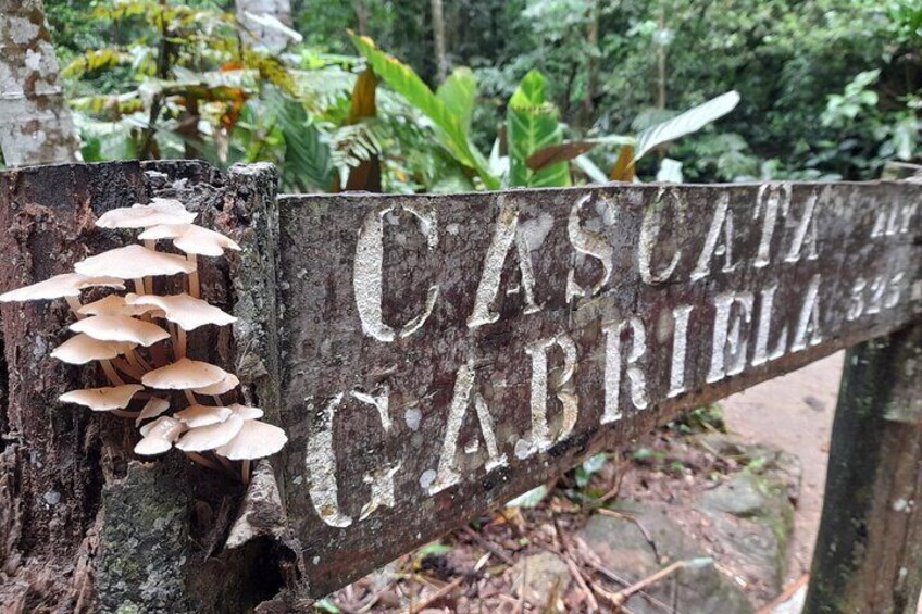 Private Hiking in Tijuca National Park