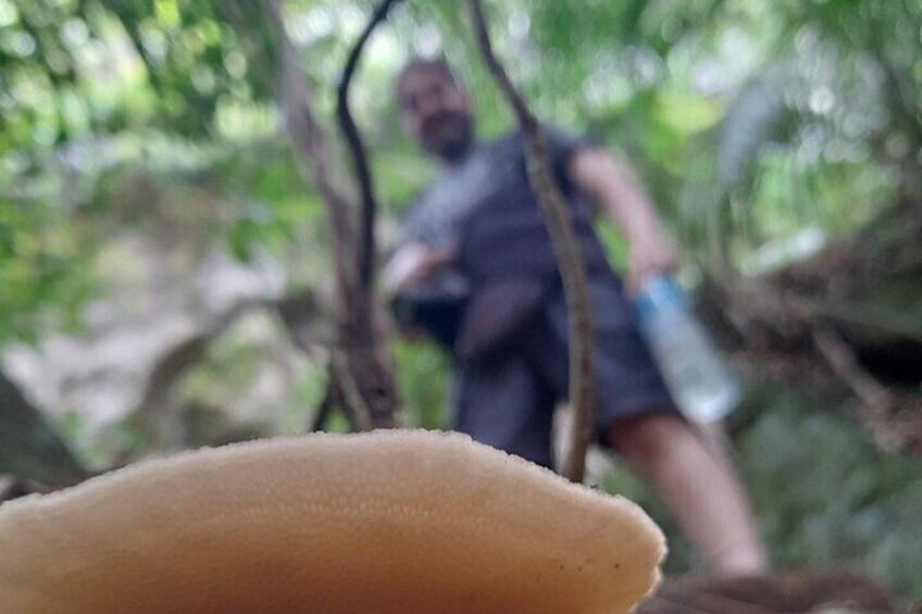Private Hiking in Tijuca National Park