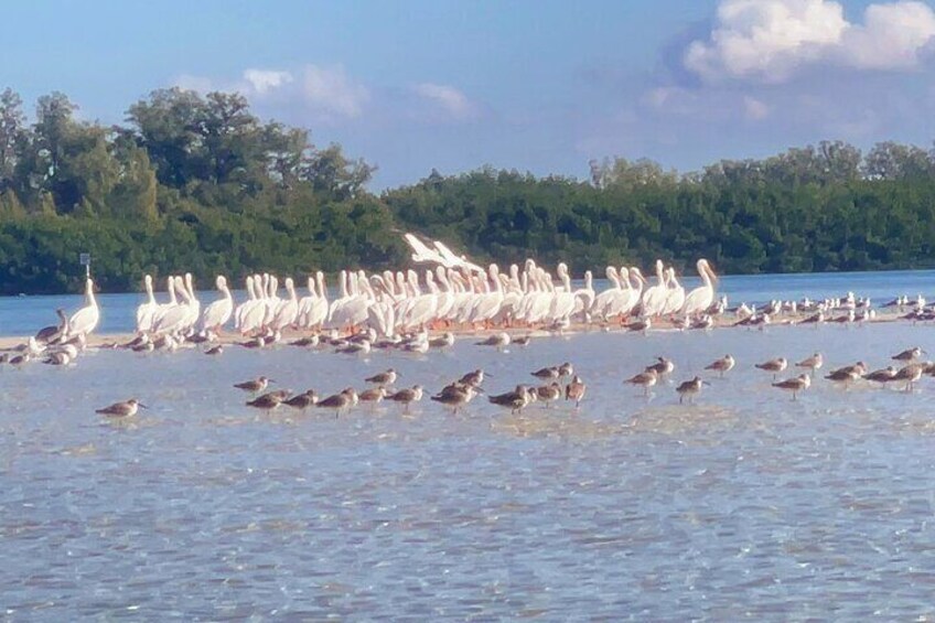 Pelican Army