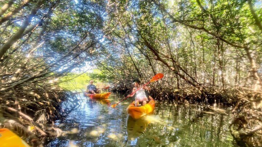Mangrove Tunnels