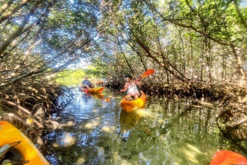 Mangrove Tunnels 