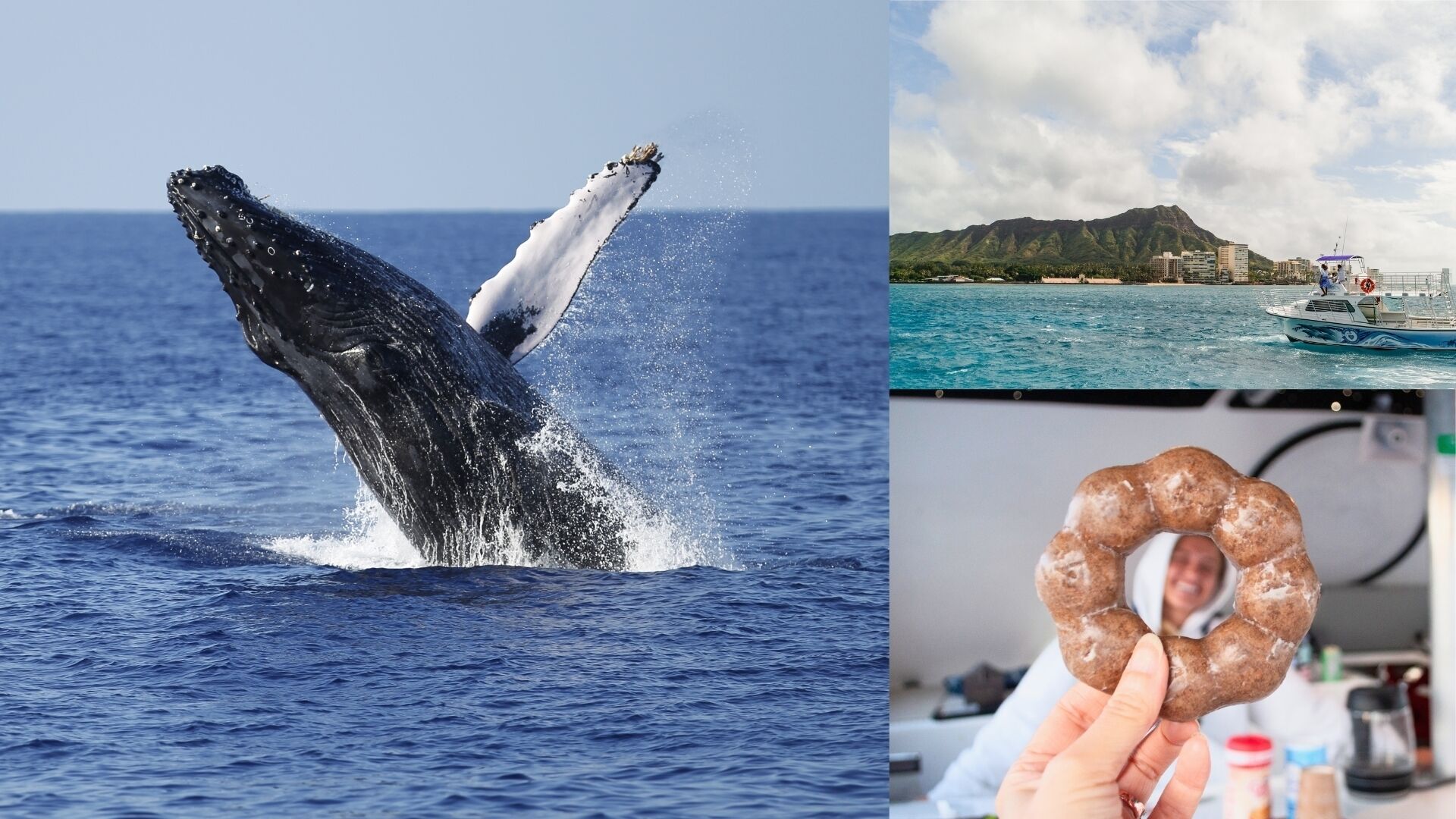 Waikiki Humpback Whale Watching