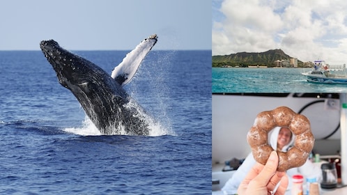 Menyaksikan Paus Bungkuk Waikiki dengan Jaminan Pengembalian Gratis & Naik ...