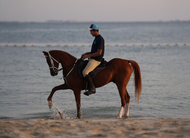 Abu Dhabi: Hudairiyat Island Horse Riding Experiences
