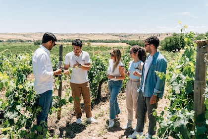 Stadstur i Toledo och vingårdsupplevelse med vinprovning från Madrid