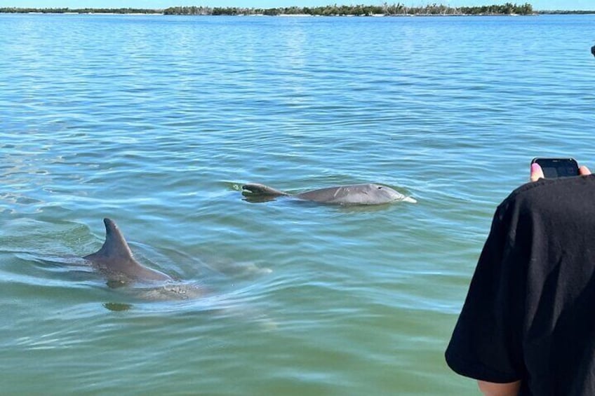 Dolphins up close and personal on our Domes and Dolphins Boat Tour