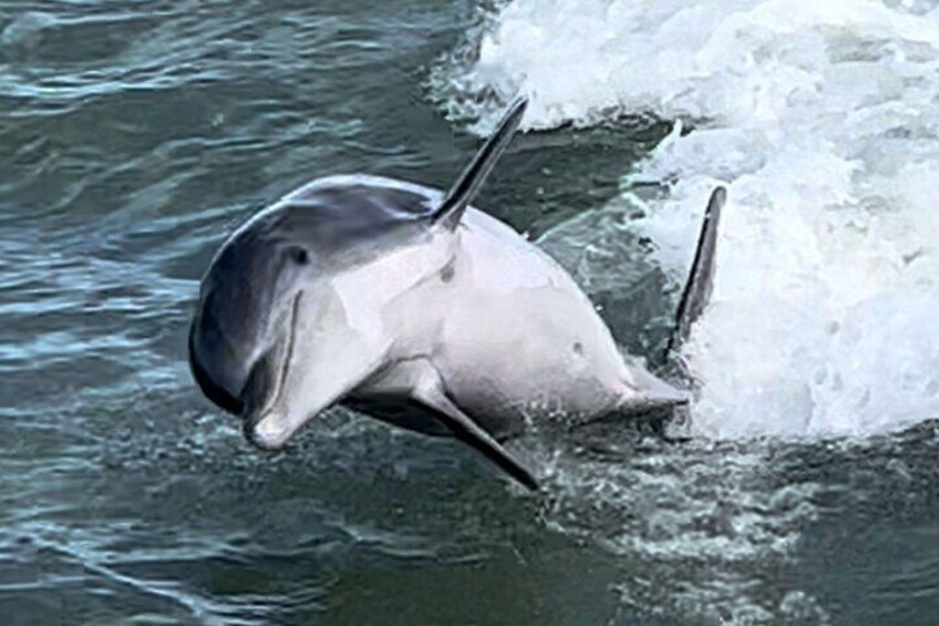 Watch for the dolphins as they smile and wink at you on the boat.