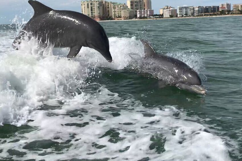 Local Marco Island dolphins following the tour boat!