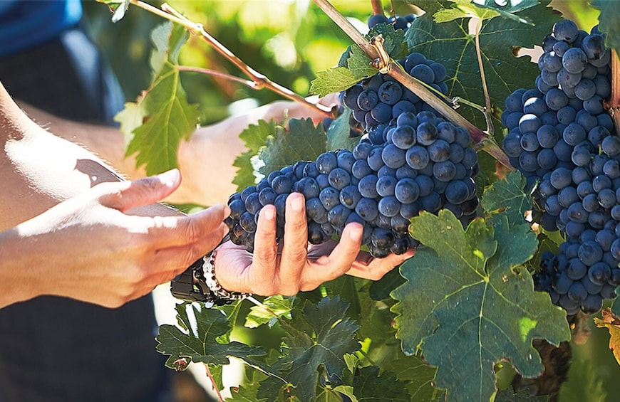 Discover origin of Red Wine in Ribera del Duero- Wine Tasting