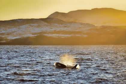 Tromsø: Whale Watching - fast and comfortable catamaran