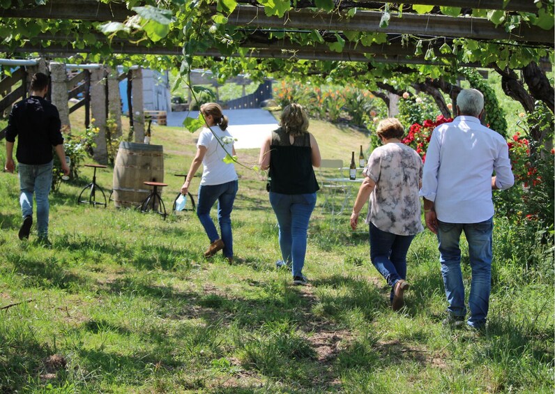 Guided tour and tasting fine Albariño at the winery