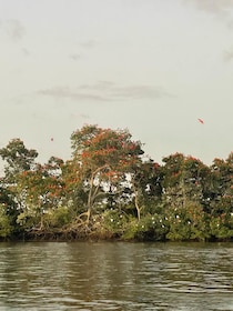 Lençóis Maranhenses: Revoada dos Guarás em Santo Amaro