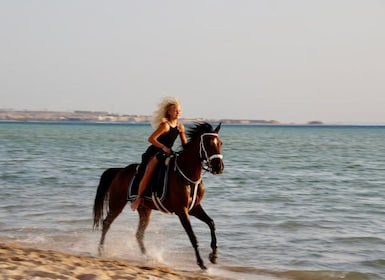 Makadi Bay: Horse Riding in Desert & Sea w Guide + Transfers