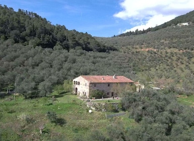 Olive Mill Tour with Oil and Food Tastings near Pisa